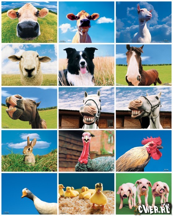 Funny Farm Animals Wallpapers