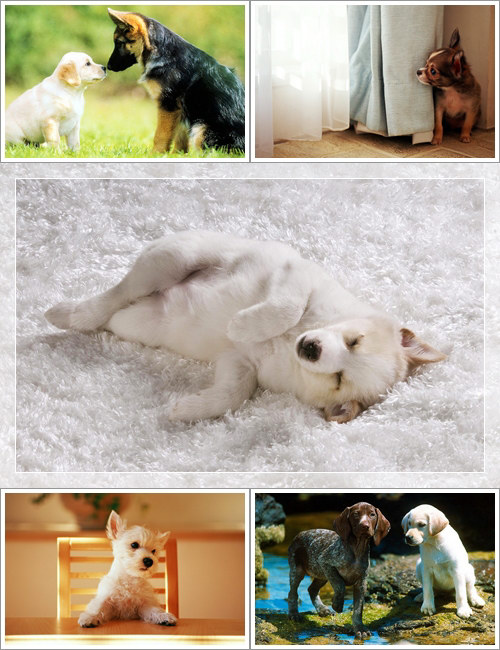 Wallpapers - Funny Dogs Pack