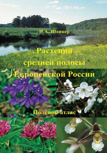 Растения средней полосы Европейской России